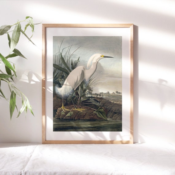 John James Audubon, Snowy Egret Study, 1832, Fine Art Poster, Moody Wall Decor, Famous Painting, Digital Print, Wall Art Reproduction Clr136