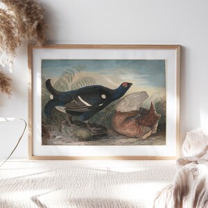 John James Audubon, English Black Cocks, 1828, Wall Décor Premium Canvas Paper, Two Fowls Portrait Art Painting Reproduction Pet-240