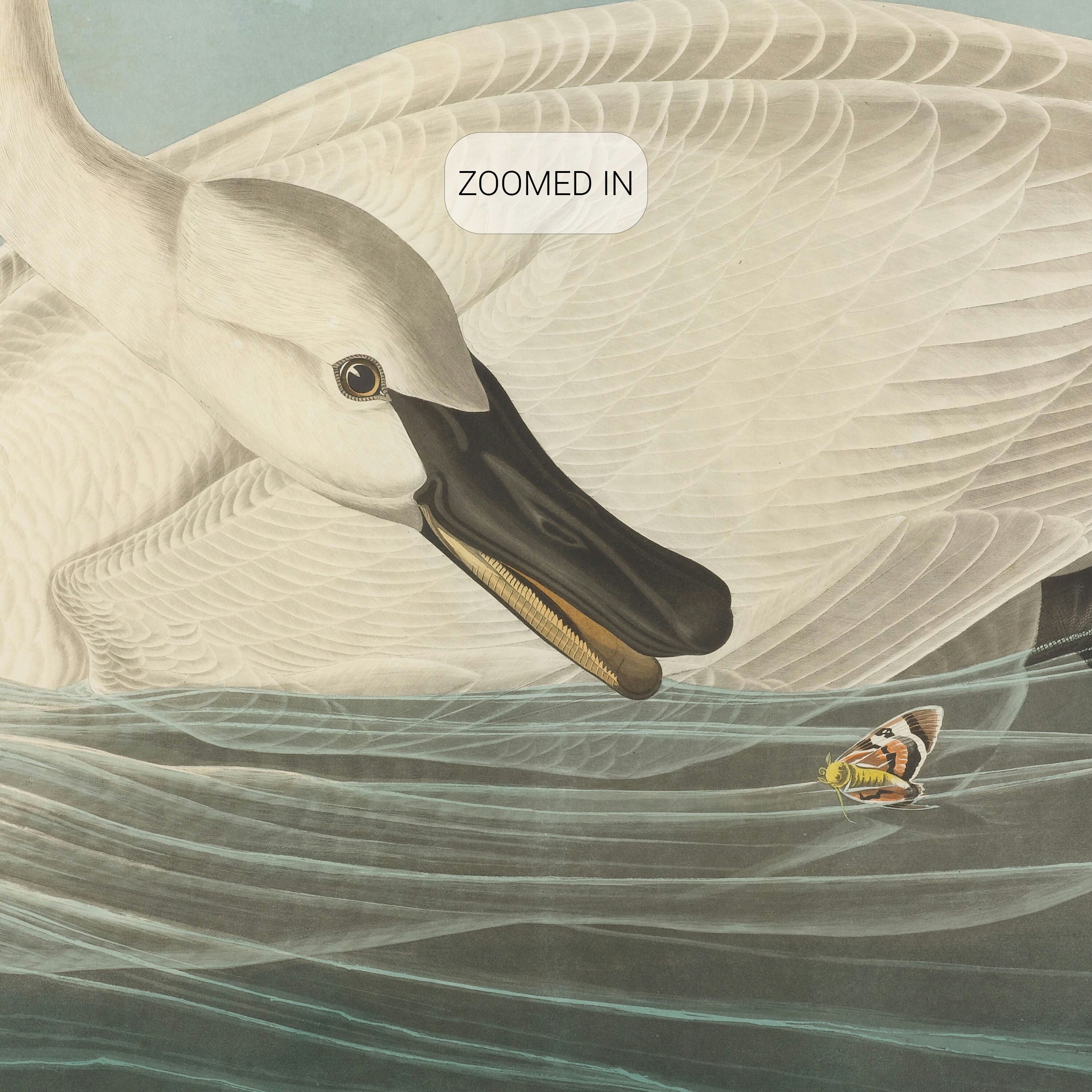 John James Audubon, Trumpeter Swan, 1838, Wall Décor Premium