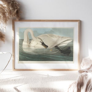John James Audubon, Trumpeter Swan, 1838, Wall Décor Premium Canvas Paper, Swan in Lake, Portrait Art Painting Reproduction Pet-224
