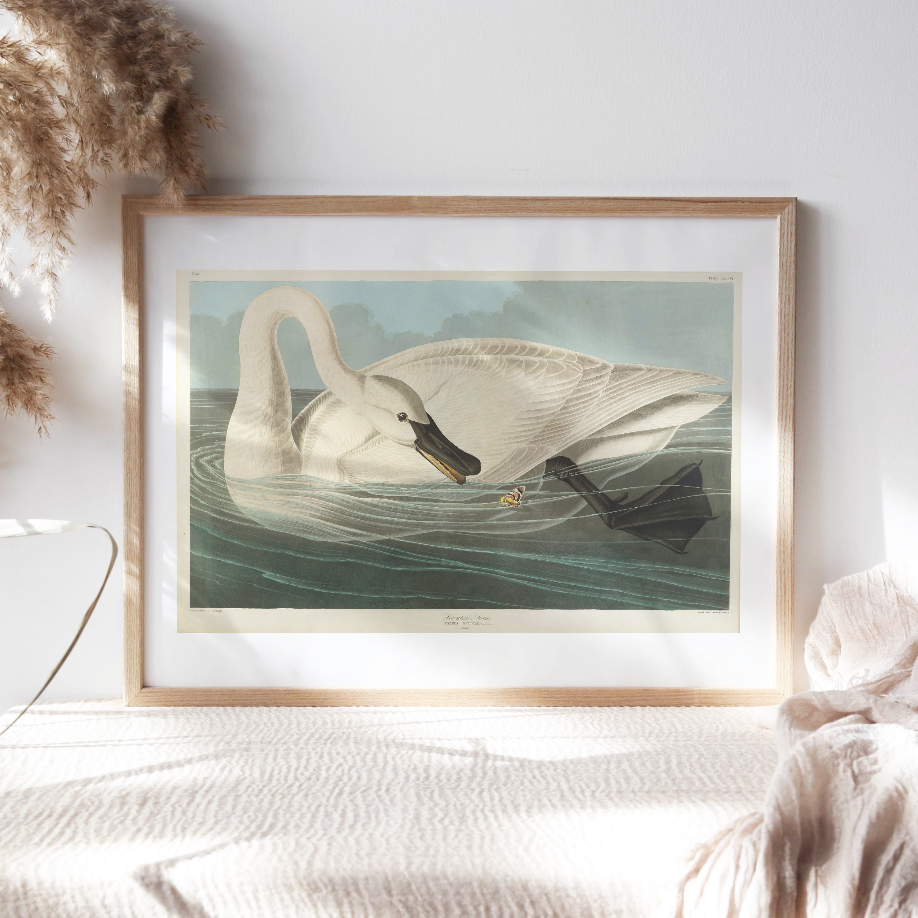 ナンシー ガン、「Trumpeter Swan（白鳥）」、★極希少画集★ John James Audubon, Trumpeter Swan, 1838, Wall Décor Premium