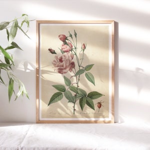 Pierre Joseph Redouté, Bengal Rose, 1817 wand decor, roze artwork premium canvas papier, vintage Fine Art schilderij reproductie Flr-119