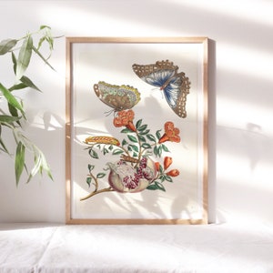 Maria Sibylla Merian, tavola 18, decorazione da parete del 1803, opera d'arte con farfalla botanica, carta su tela premium, riproduzione di pittura d'arte Flr-102