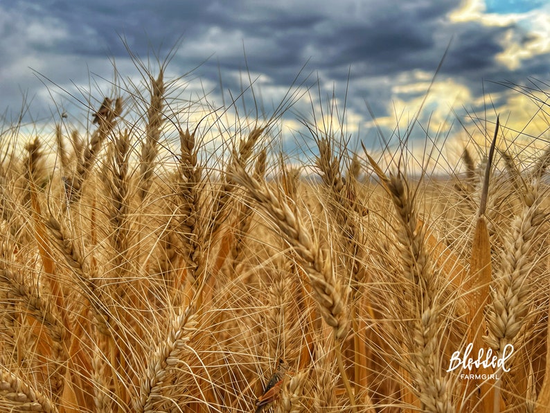 2024 Blessed Farmgirl Calendar Etsy