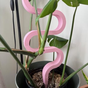 Peut inclure: Un support de plante rose en forme de courbe est inséré dans un pot. Le support aide la plante à pousser verticalement. La plante a de grandes feuilles vertes et se trouve dans un pot noir.