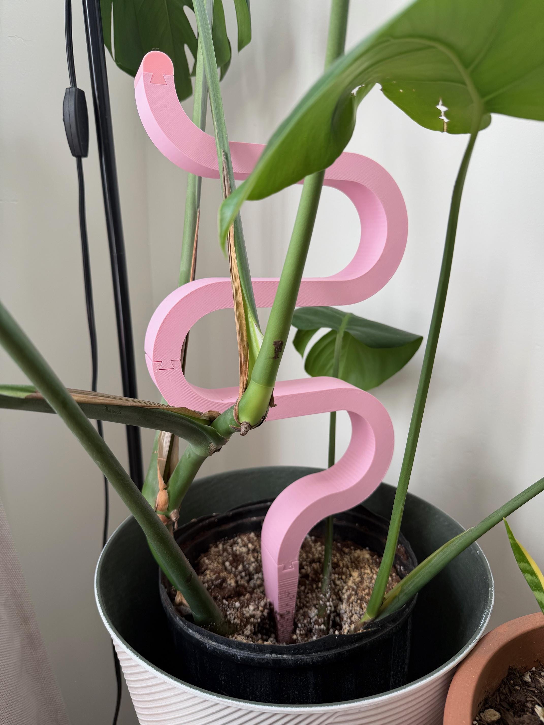peace lily plant in pot Peace Lily main image 1