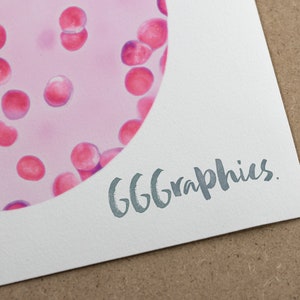 May include: A close-up of a microscope slide with a pink background and many small, round, red cells. The text "666graphics." is written in gray ink on a white surface.