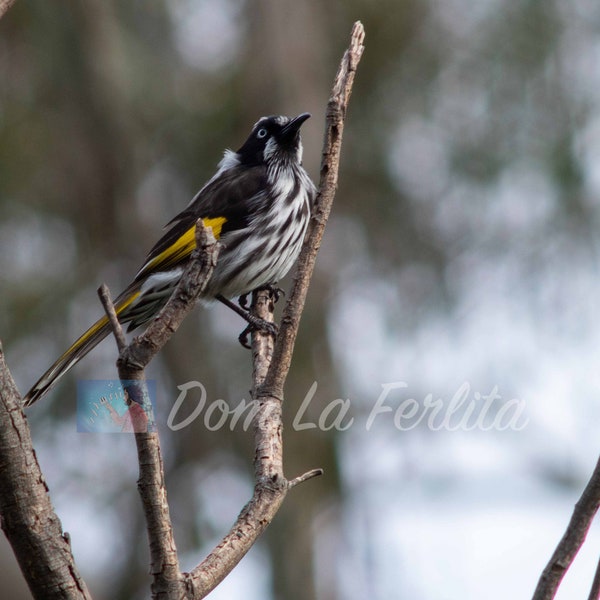 Honeyeater Bird Photo