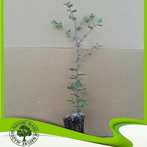 Quercus suber (Alcornoque) - Planta