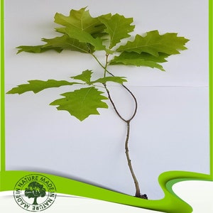 Quercus rubra (Roble rojo) - Planta