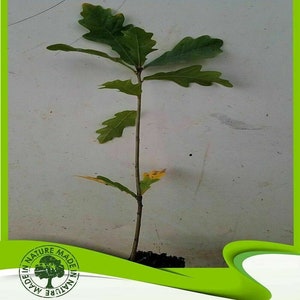 Quercus robur (Roble europeo) - Planta
