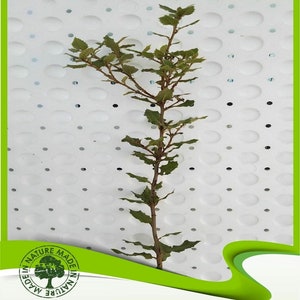 Quercus ilex (Acebo) - Planta