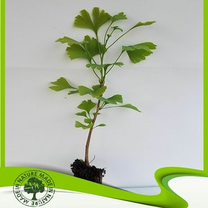 Ginkgo biloba (Ginkgo boom) - Plant
