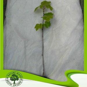 Acer opalus (Italian maple) - Plant
