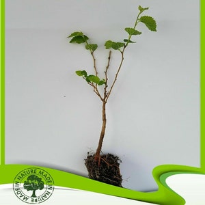 Morus alba (White mulberry) - Plant