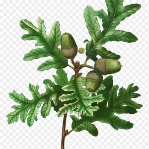 Quercus pyrenaica (Roble melojo) - Planta