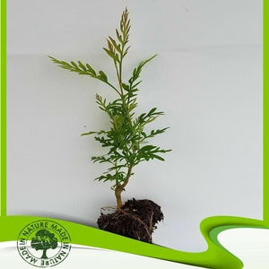 Grevillea robusta (roble plateado australiano) - Planta
