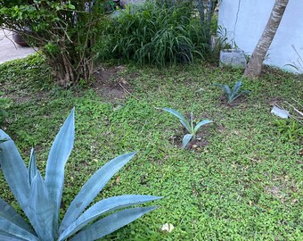Agave Americana or maguey
