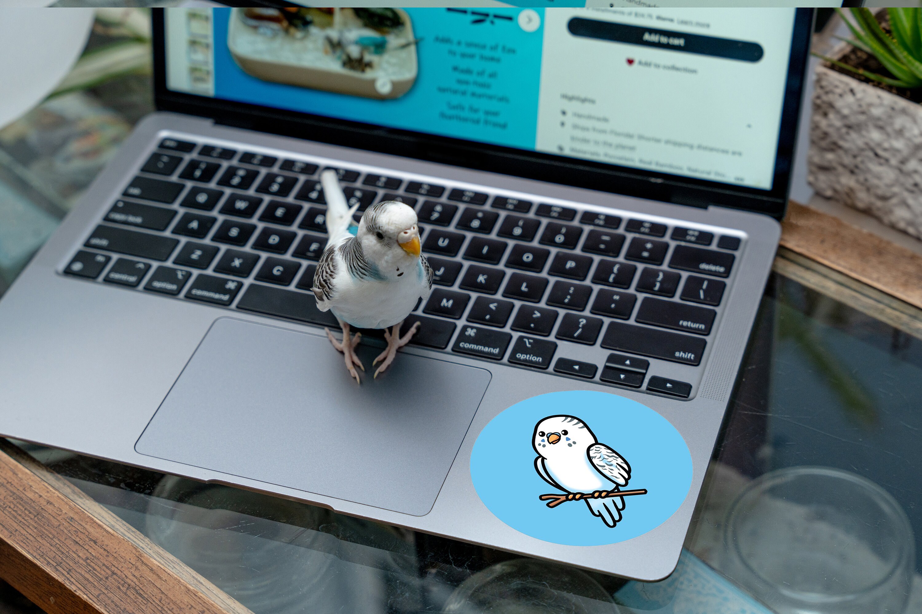 Cute Round Bird Sticker Budgie Sticker, Bird Sticker - Etsy