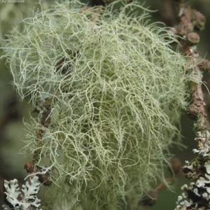 Usnea Lichen Moss