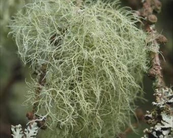 Usnea Lichen Moss