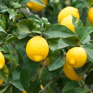 Puede incluir: Un limonero con limones amarillos brillantes colgando de las ramas. Las hojas son verdes y exuberantes.