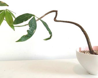 Drzewko bonsai Shohin Silk Floss, kwiat orchidei Ceiba Speciosa, tropikalna miniaturowa roślina żywa