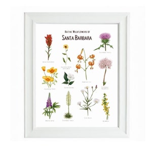 Santa Barbara Wildblumen Wand Kunst / Print Poster / Südkalifornien / Einheimische Pflanzen / Florale botanische Illustration / Geschenke für Sie