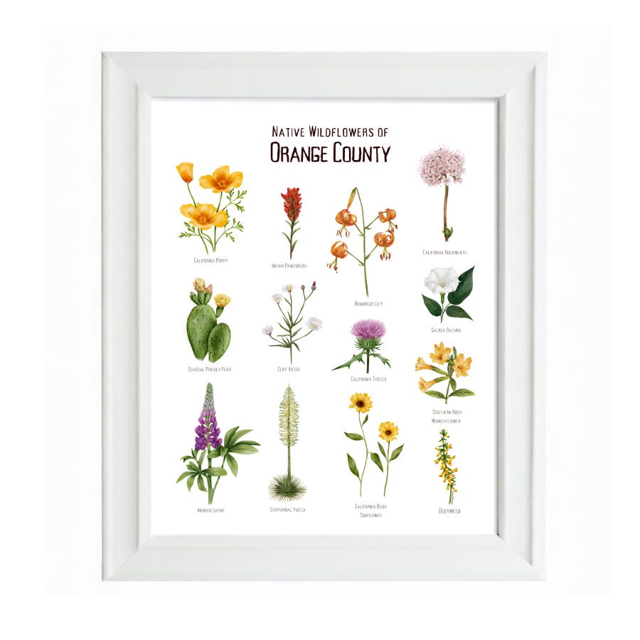 Orange County Wildflower Wall Art / Print Poster / Southern