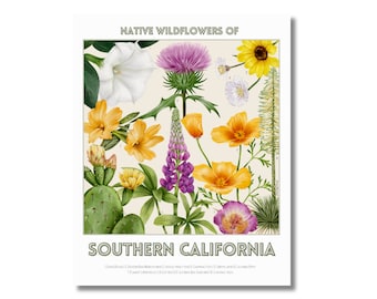 Southern California Wildflower Wall Art / Print Poster / Native Plants / Botanical Flora / Floral Illustration / Minimalist / Colorful