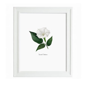 Arte murale con fiori selvatici di Datura sacra / Poster stampato / California meridionale / Piante autoctone / Botanico / Regalo per gli amanti della natura della California / Flora