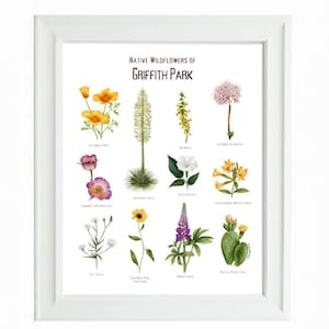 Griffith Park Wildblumen Wand Kunst / Poster / Druck / Südliche Pflanzen / Palmen / Hollywood Hills
