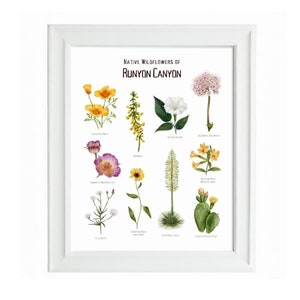 May include: A printable art print featuring a botanical illustration of native wildflowers found in Runyon Canyon, Los Angeles, California. The print features the names of each flower, including California Poppy, Desert Dandelion, and Coastal Prickly Pear.