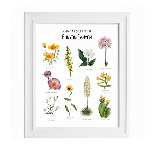 Runyon Canyon Wildflower Wall Art / Print Poster / Southern California / Native Plants / Botanical Floral Illustration / Hollywood