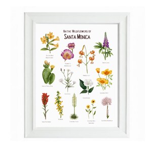 Santa Monica Wildflower Wall Art / Affiche imprimée / Californie du Sud / Plantes indigènes / Illustration florale botanique / Los Angeles Malibu