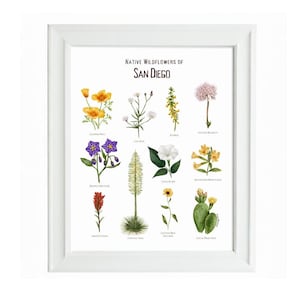 San Diego Wildblumen Wand Kunst / Druck Poster / Südkalifornien / Einheimische Pflanzen / Floral Botanische Illustration / Geschenke für Sie