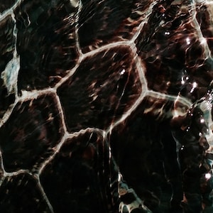 Turtle Shell