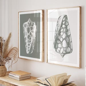 May include: Two framed wall art prints featuring detailed white and grey line drawings of seashells. The left print displays a cone-shaped shell on a sage green background, while the right print shows a similar shell on a light grey background.