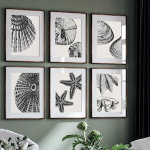 Seashell Wall Art Set | Coastal Nautical art | Vintage Beach House Prints | Ocean Inspired Artwork | Digital Download | Minimalist Shell Art
