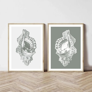 May include: Two framed prints featuring detailed illustrations of seashells. The artwork is in grayscale, with the shell design in white against a light gray and a darker gray background. The frames are a natural wood color.