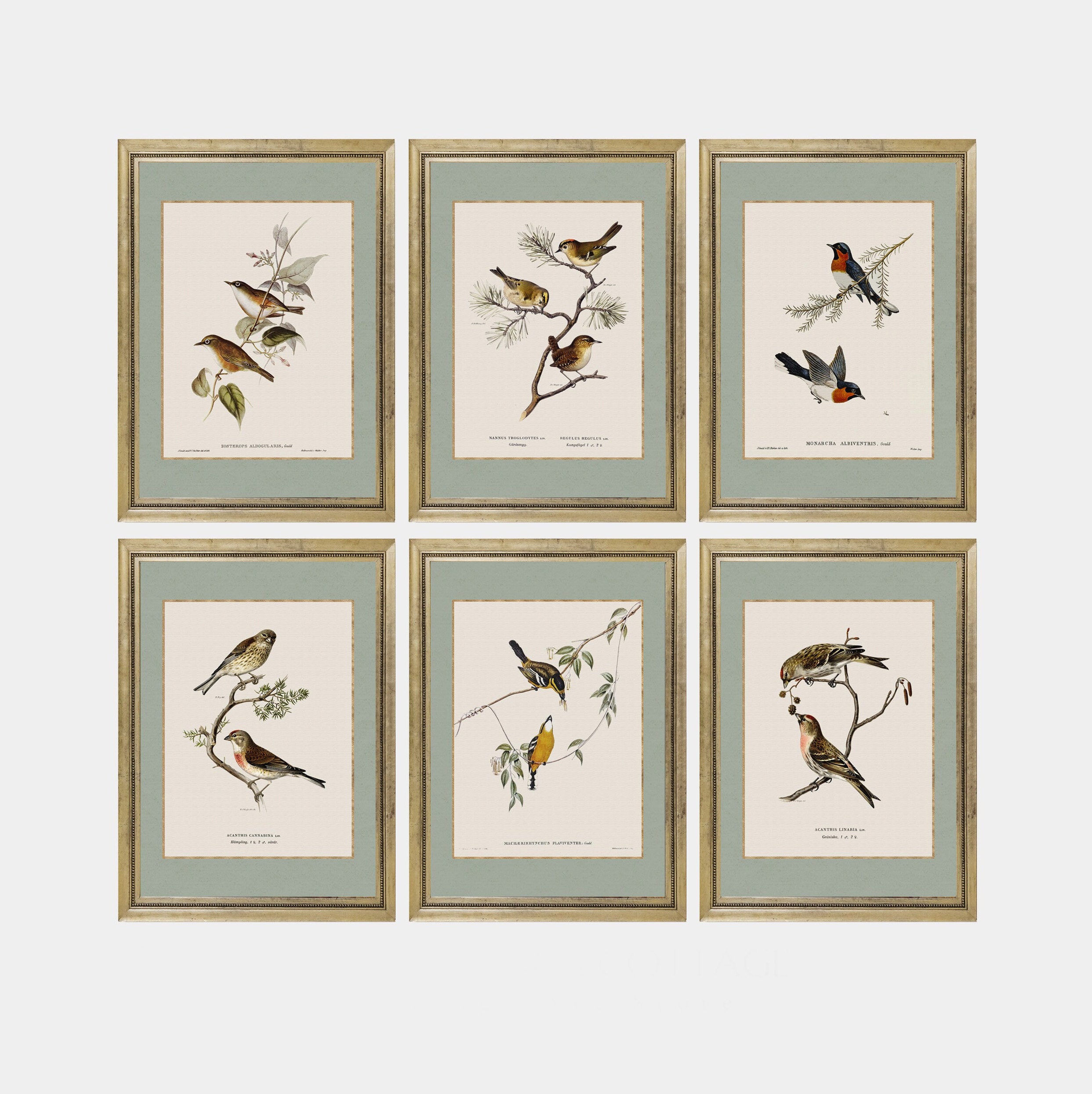 Vintage Bird Art Set | Watercolor Set Farmhouse Decor With Birds ...