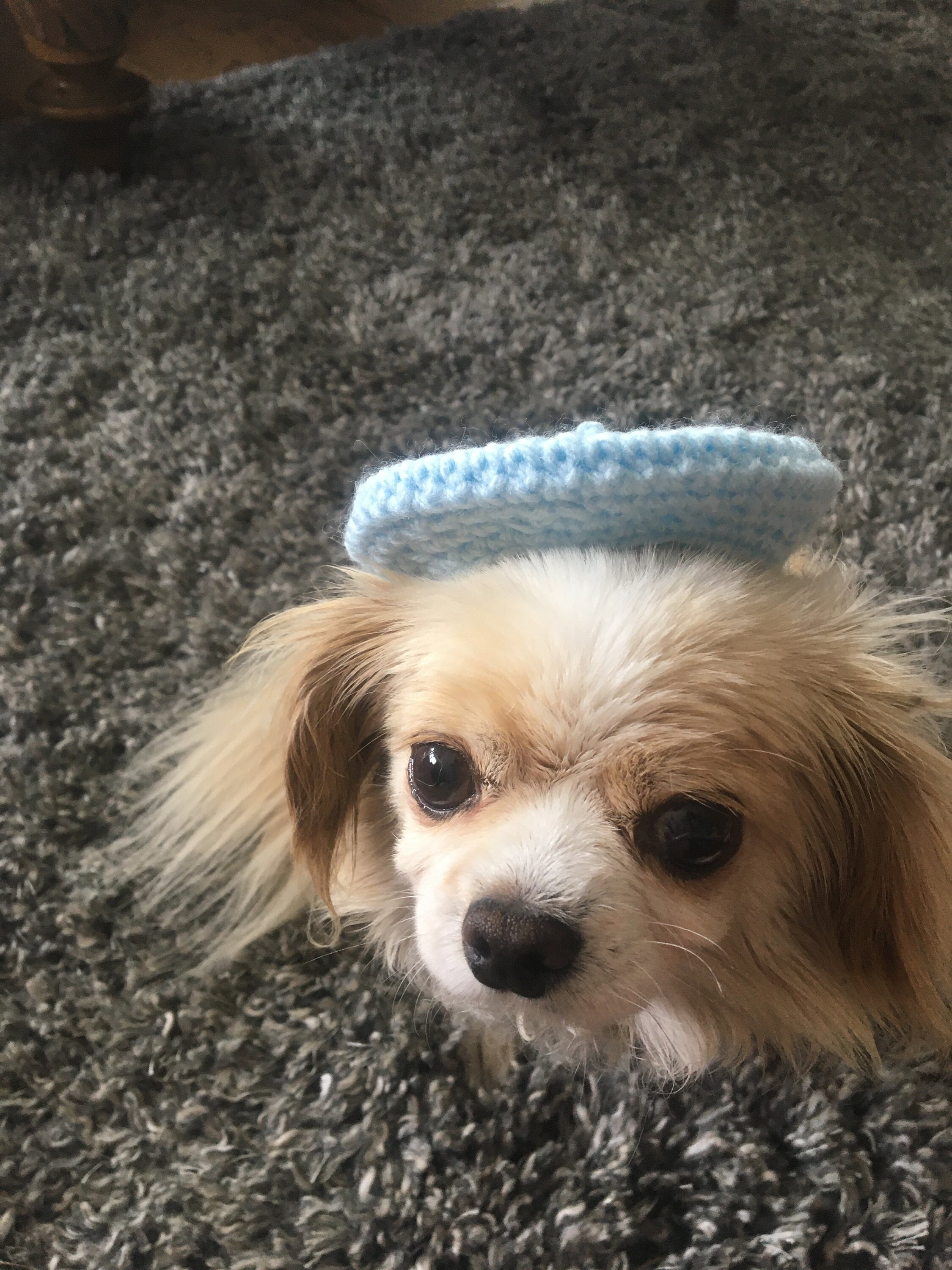 Cat puppy dog Beret Crochet Pattern Etsy