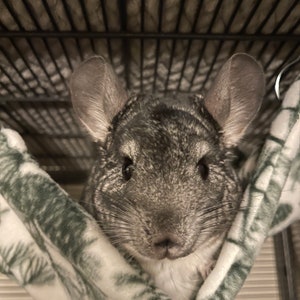 Chinchilla chilling hammock