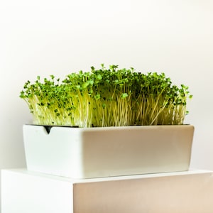 Microgreen Grow Kit - Grow Superfoods At Home