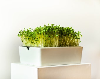 Microgreen Grow Kit - Grow Superfoods At Home