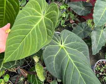 Anthurium (magnificum x papillilaminum) x regale Seedling Starter Plant, Rare Indoor & Outdoor Live Tropical House plant
