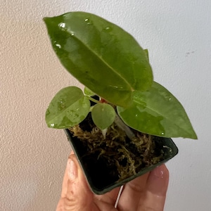 Anthurium Tim Anderson Long Leaf x Magnificum Seedling Starter Plant, Rare Indoor & Outdoor Live Tropical House plant