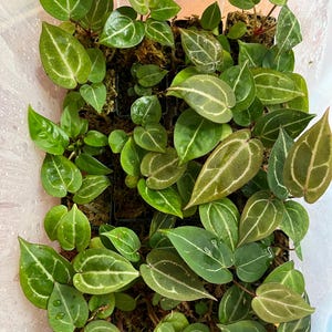 Anthurium Doc Block F3 Seedling, Rare DocBlock Plant F2 x F2