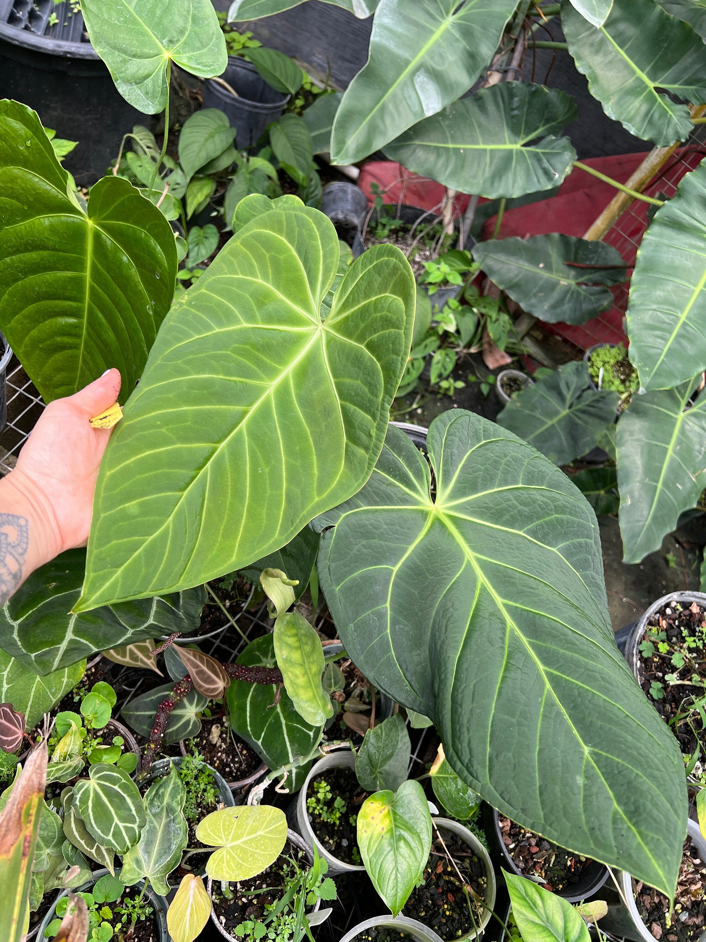 Anthurium (magnificum X Papillilaminum) X Regale Seedling Starter