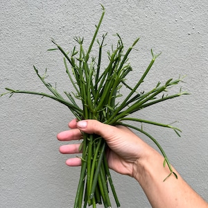20 Fresh Pencil Cactus Cuttings, Healthy Euphorbia Tirucalli Cuttings, Easy House Plants, Milk Bush Fire Stick Succulent